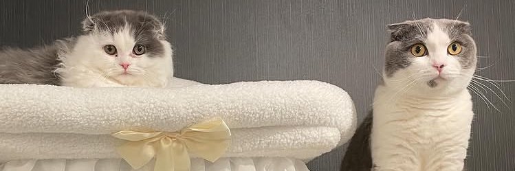rinyamo's profile banner image