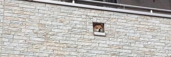 shibaong's profile banner image