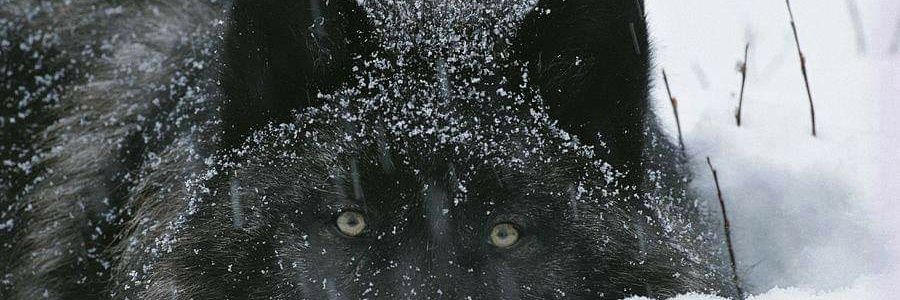 Lone.Wolf 🐺's banner