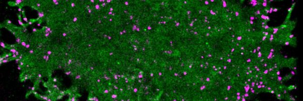 ss_shelbs Profile Banner