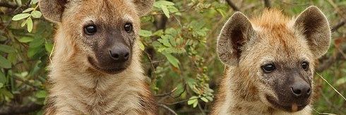 MamiVi 🔞🏳️‍⚧️ banner