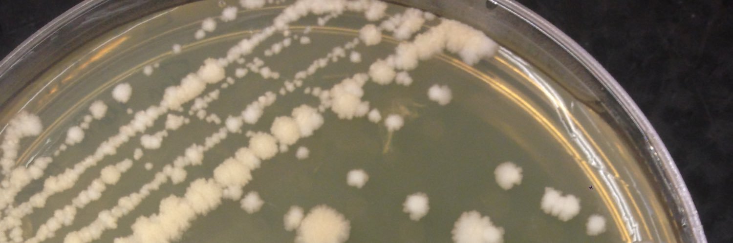 Bea Baselga Cervera,PhD,DVM 🇪🇸🇺🇸 banner