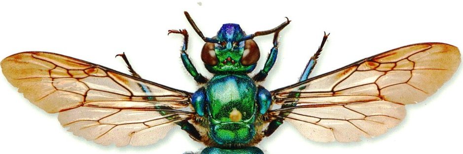 🐝 NHM Bees 🐝 banner