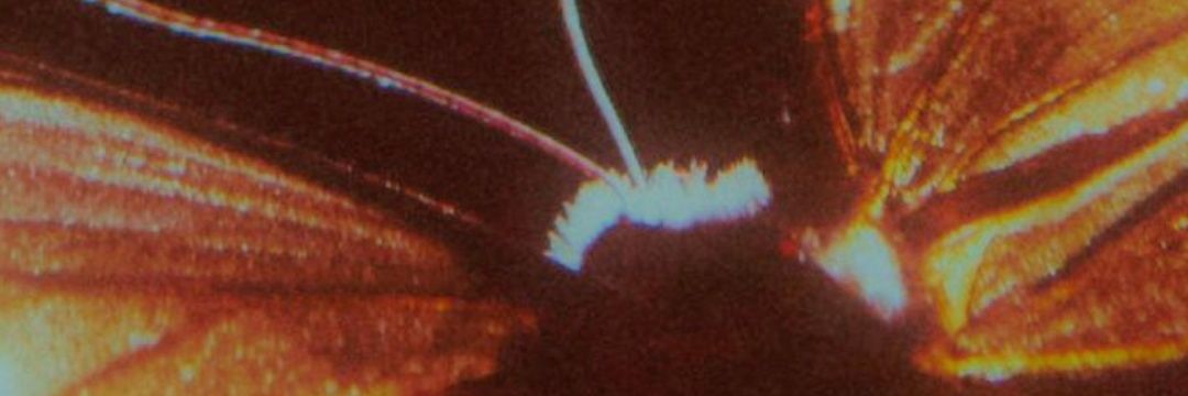 ThinkBlell's profile banner image