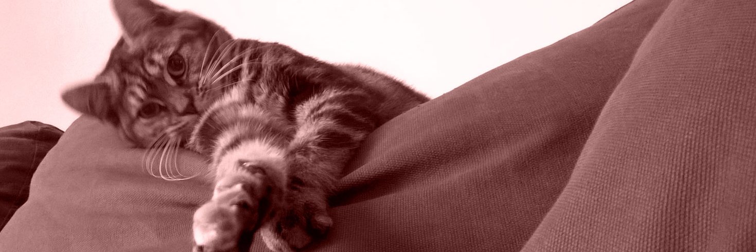 chat_adoption's profile banner image