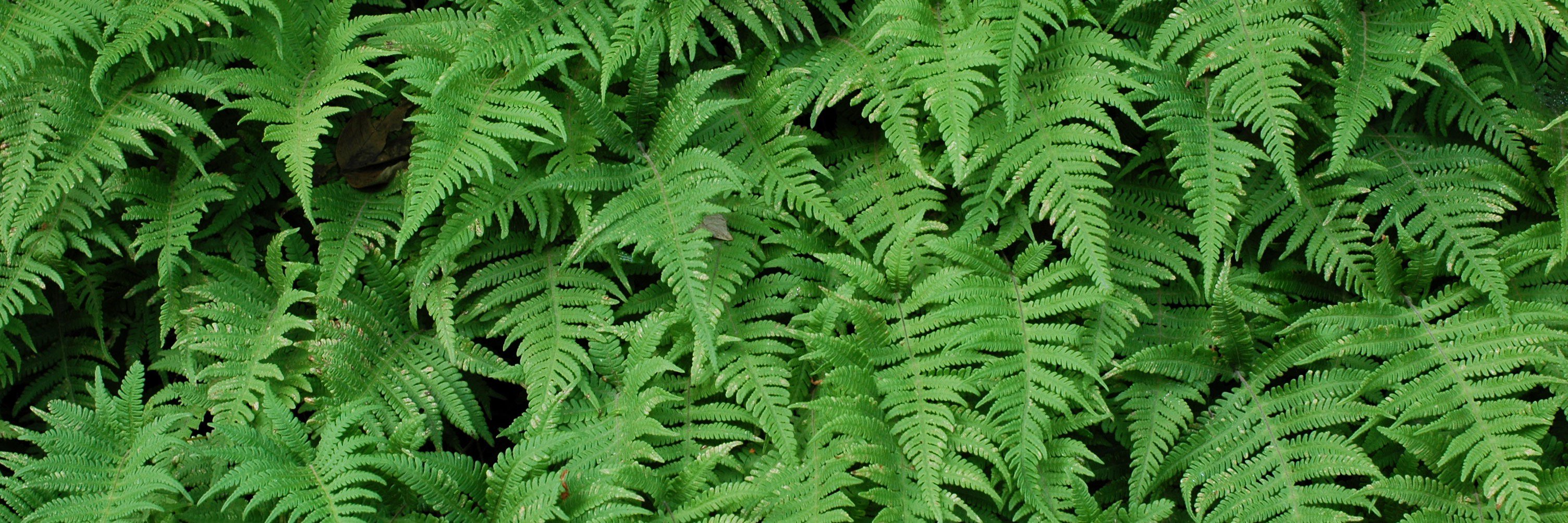 Eric Schuettpelz banner