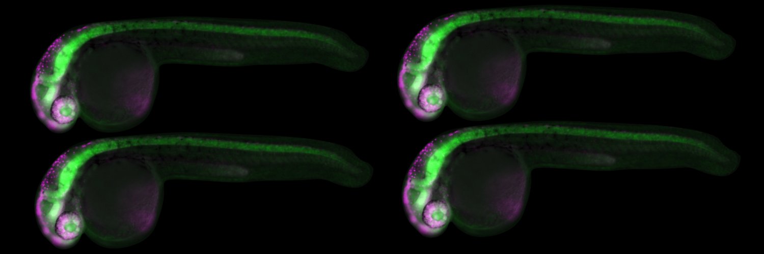 Madeline Ryan banner