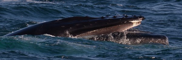 romclaughlin Profile Banner