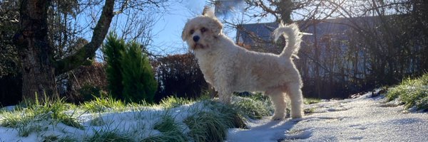 lois_wms Profile Banner