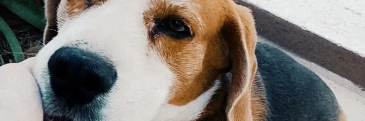 CotiBertero's profile banner image