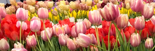 TheWakingTulip Profile Banner