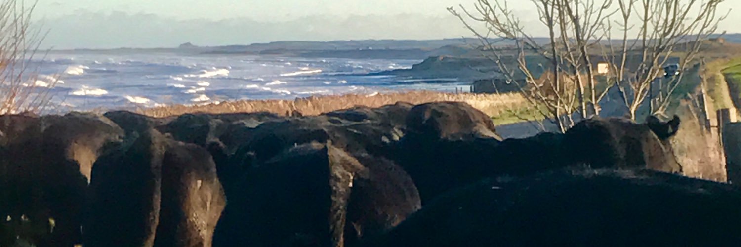 BorewellAngus's profile banner image