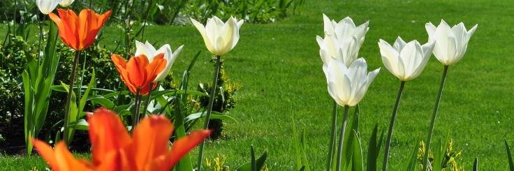 Harmony Green banner