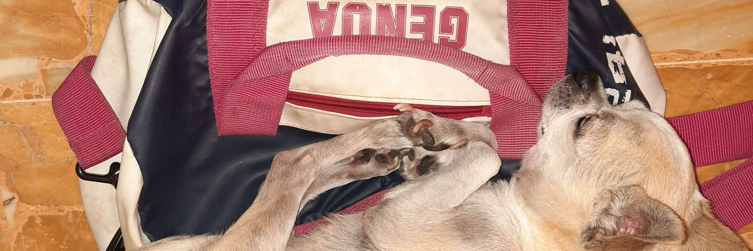 Viola0090's profile banner image