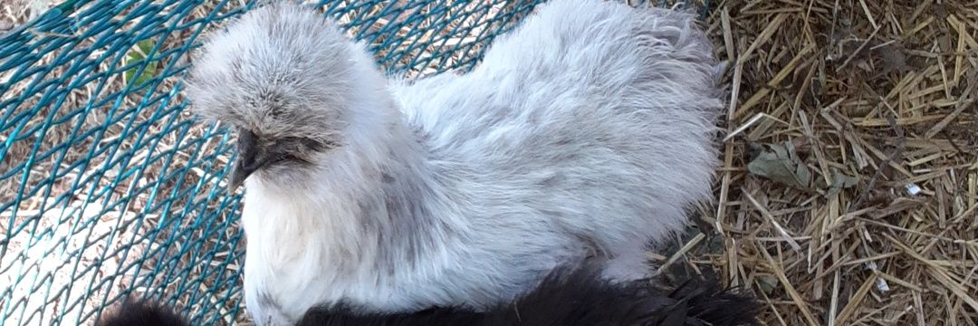 Prehistoric Chicken🏳️‍🌈🇺🇲 banner