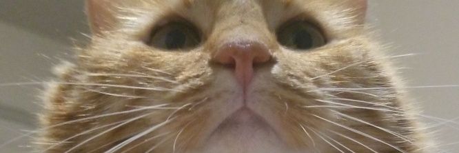 bridgettblah's profile banner image