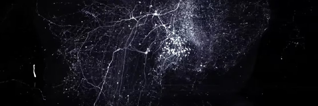 Vanderbilt Center For Addiction Research banner