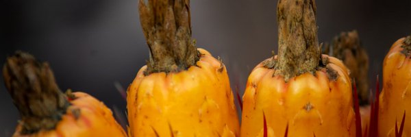 PabloKnobel Profile Banner