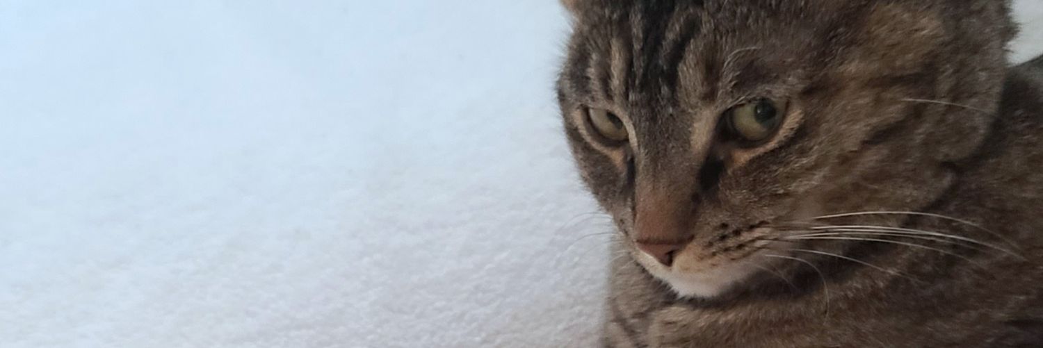 DeeannaLucas's profile banner image
