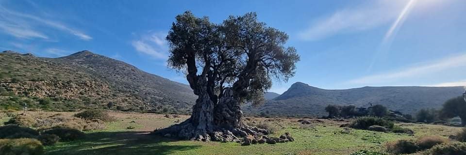 Jon Crooks banner