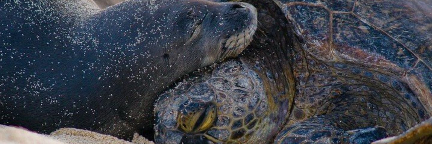 Silvercloud🌊🌎🐳☯️☮️✝️🕉️♟️🇸🇩 banner