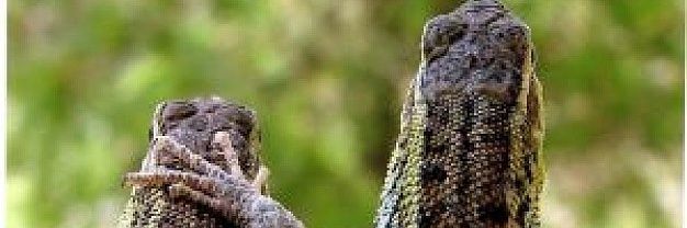 gutogsantos's profile banner image
