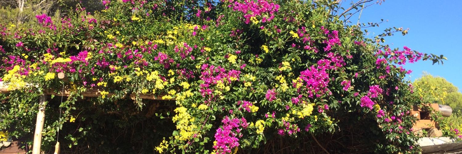 GiainoFlower's profile banner image