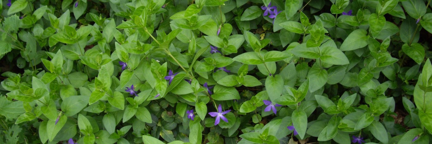 Mª Teresa Peláez banner