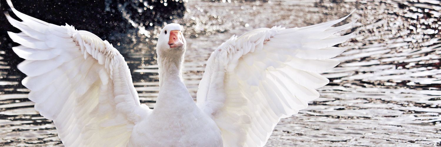 Sir. Goose banner