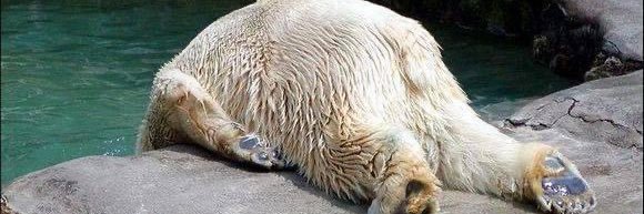 Sam Fels, But Who's Buying? banner