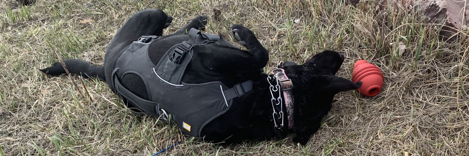 AlexandraTweed's profile banner image