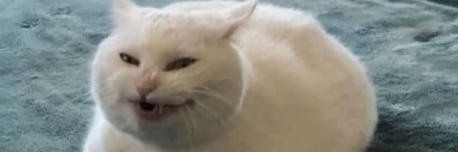 meowww banner