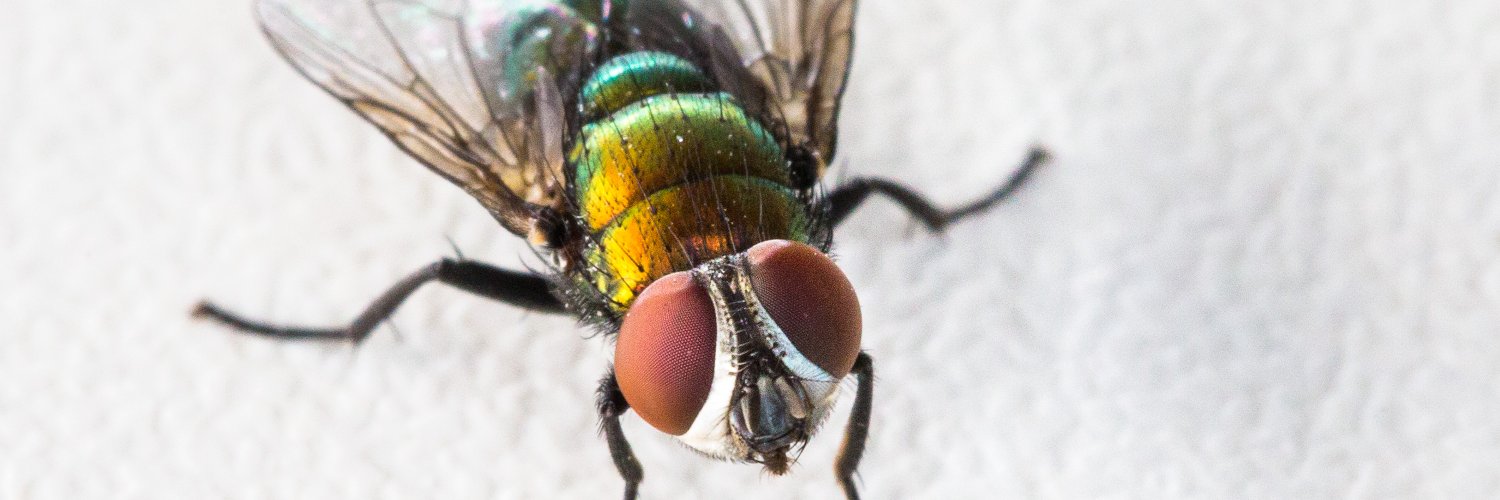 Dr Clare Anstead banner