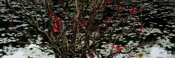 mcarlos Profile Banner