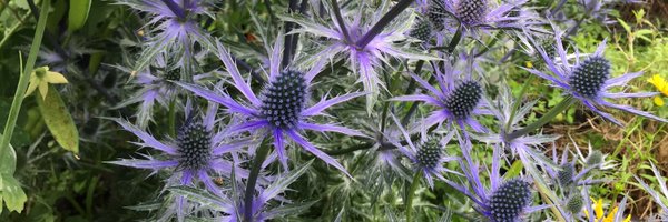 JeroenDobbelae5 Profile Banner