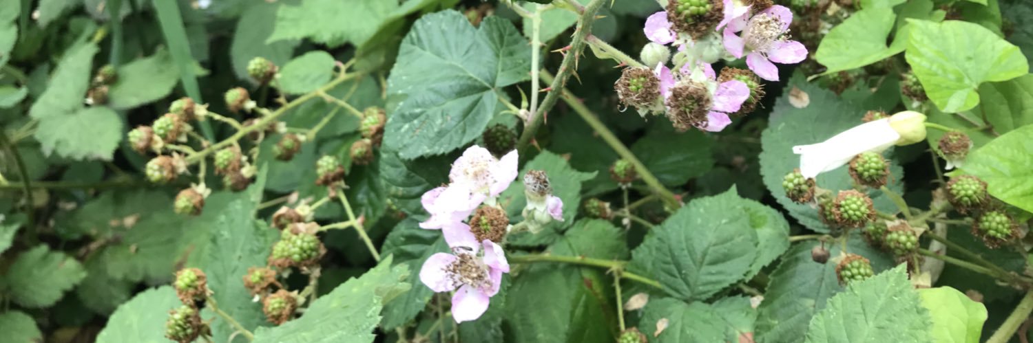 Merton Residents' Biodiversity Group banner
