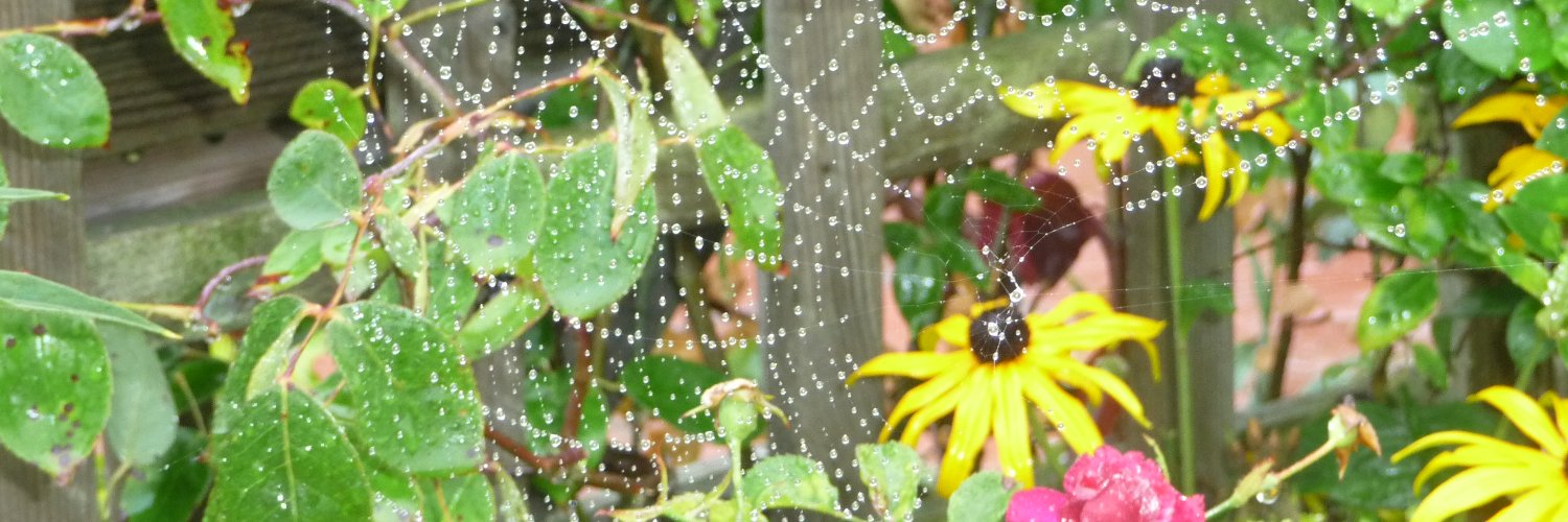 DonnaEnchanted's profile banner image
