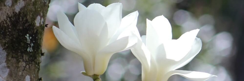amila3478's profile banner image