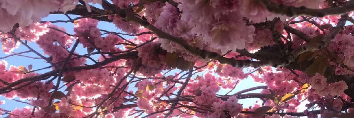 𝓟𝓻𝓮𝓼𝓼𝓾𝓻𝓮 banner