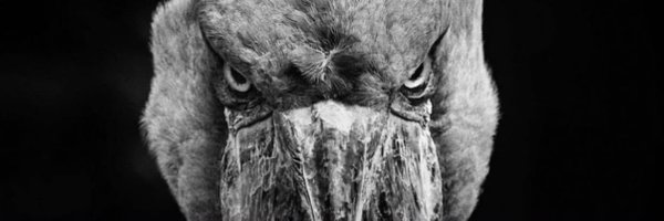 aidannonx Profile Banner