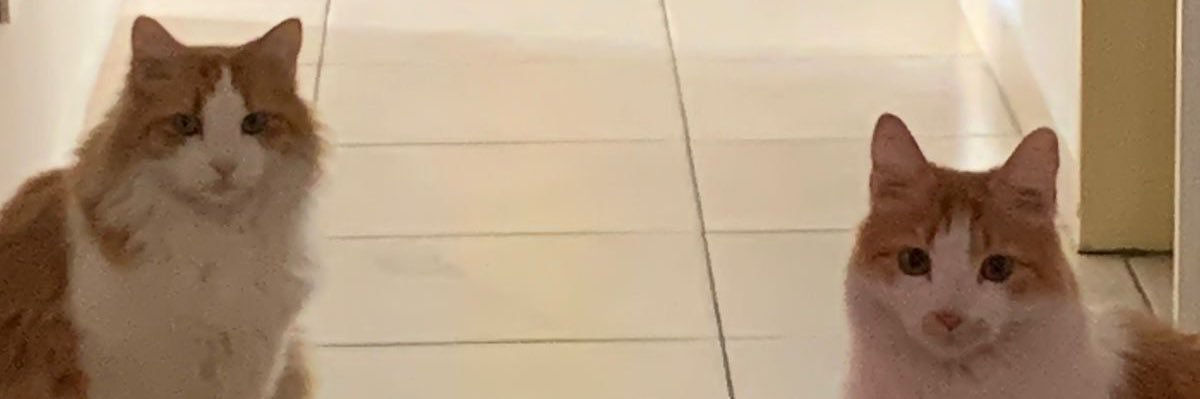 agostinaviola_'s profile banner image