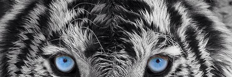 cesarqu's profile banner image