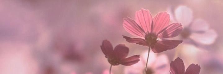 MariiaFernande6's profile banner image