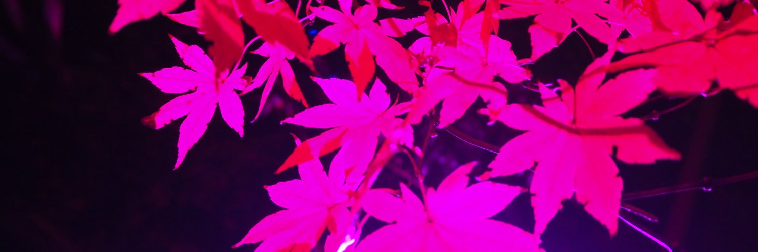 papillon1119's profile banner image