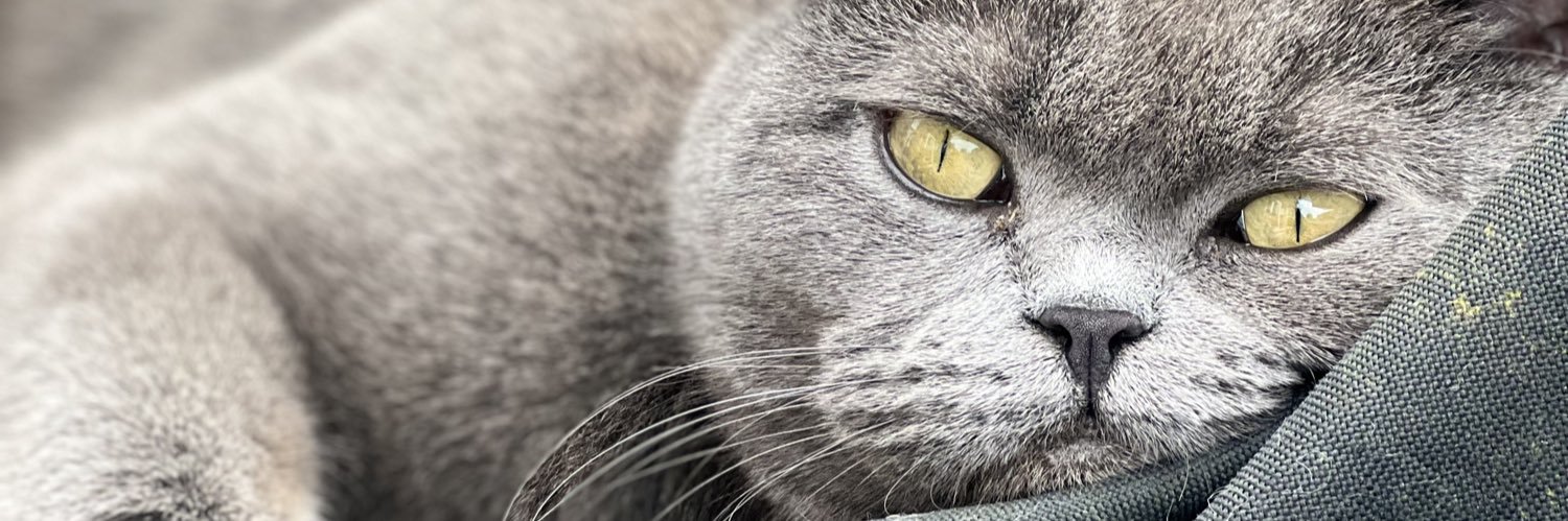 AlbaPaterson's profile banner image