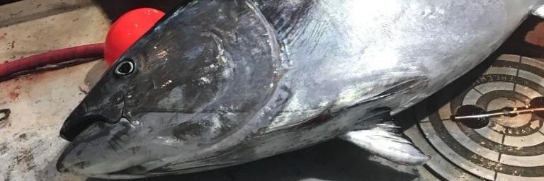 IPetten's profile banner image