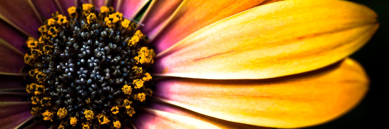 BloomedAtNight's profile banner image
