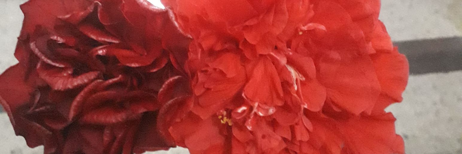 imar_c's profile banner image
