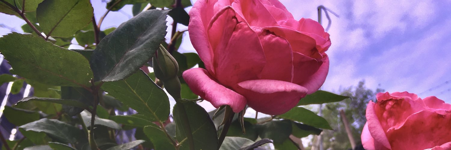 Clari_Tolosa's profile banner image