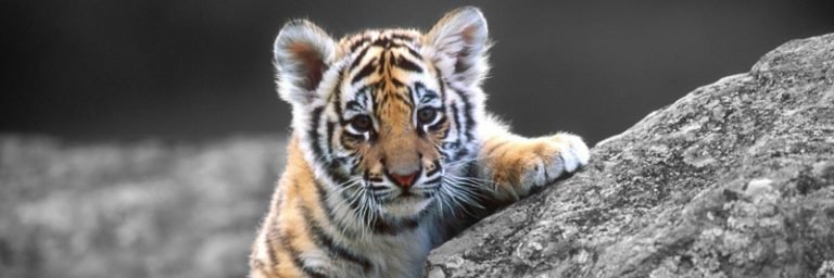 WendelSousa's profile banner image